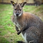 Junior Zoo Keeper Oxfordshire - Wallaby